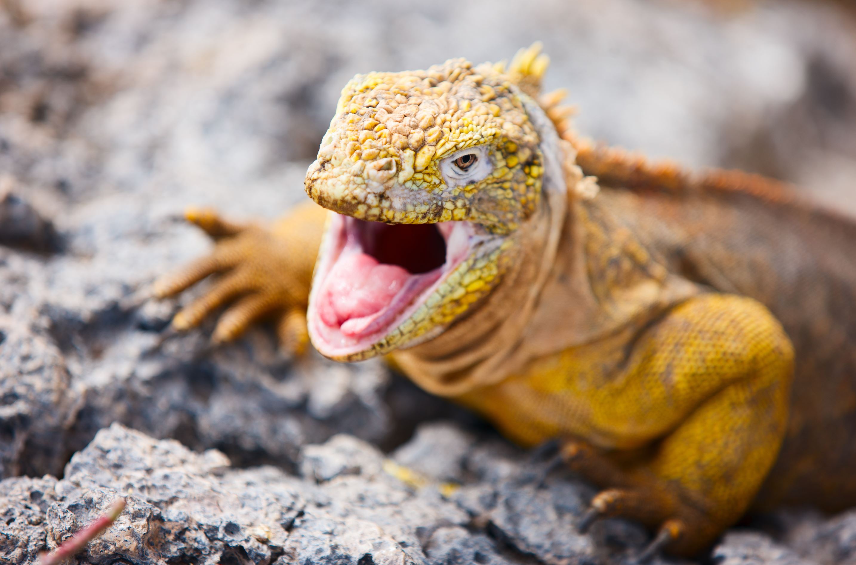 GalapagosInsel Bartolomé Galapagos Kreuzfahrten